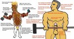 virgin ripped VS Chad Swole - Album on Imgur